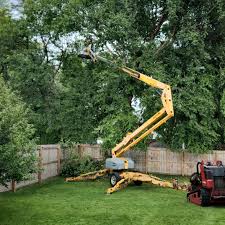 Best Palm Tree Trimming  in Chisago City, MN