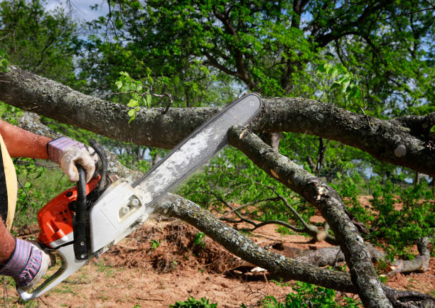 Best Leaf Removal  in Chisago City, MN